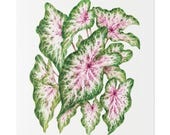 Pink Caladium Botanical Art Classic Stretched Canvas | Botanical Wall Decor, close-up (Bill Shew)