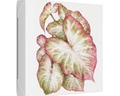 Pink White Caladium Botanical Watercolor Classic Stretched Canvas | Botanical Wall Decor, detail view (Bill Shew)