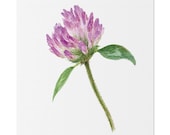 Purple Red Clover Botanical Art Classic Stretched Canvas | Floral Wall Decor, Bill Shew canvas print