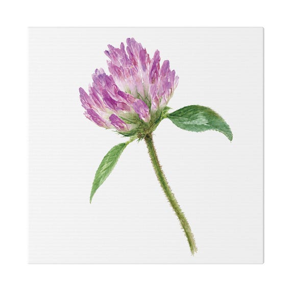 Purple Red Clover Botanical Art Classic Stretched Canvas | Floral Wall Decor, Bill Shew canvas print