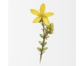 Yellow St. John's Wort Botanical Art Classic Stretched Canvas | Wildflower Wall Decor, close-up (Bill Shew)