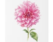 Pink Dahlia Botanical Art Classic Stretched Canvas | Floral Wall Decor, close-up (Bill Shew)