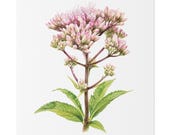 Pink Joe-Pye Weed Botanical Art Classic Stretched Canvas | Wildflower Wall Decor, close-up (Bill Shew)
