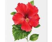 Red Hibiscus Botanical Art Classic Stretched Canvas | Floral Wall Decor, Bill Shew canvas print