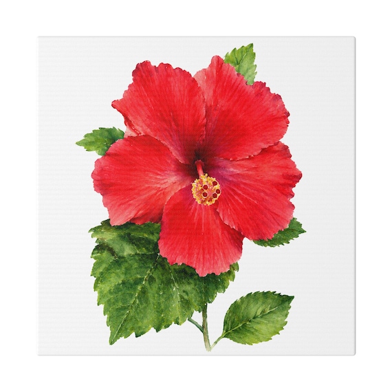 Red Hibiscus Botanical Art Classic Stretched Canvas | Floral Wall Decor, Bill Shew canvas print
