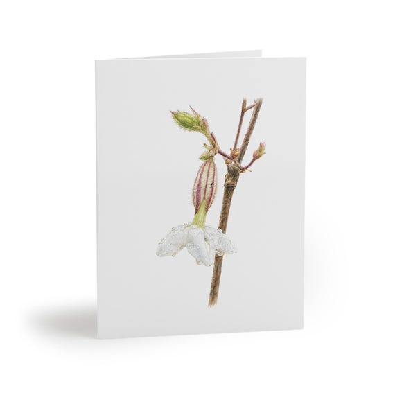 8 cards - Silverbell Greeting Card, White Silverbell Flower Botanical Watercolor by Bill Shew