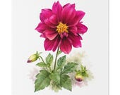 Magenta Dahlia Botanical Art Classic Stretched Canvas | Floral Wall Decor, Bill Shew canvas print