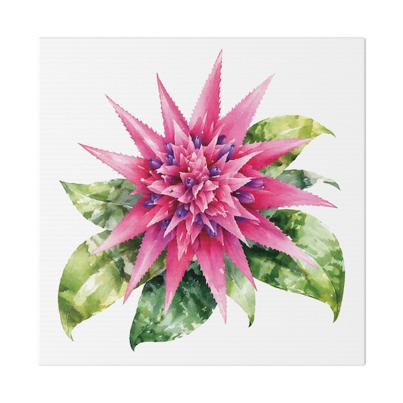 Pink Bromeliad Botanical Art Classic Stretched Canvas | Tropical Floral Wall Decor, Bill Shew canvas print