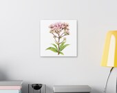 Pink Joe-Pye Weed Botanical Art Classic Stretched Canvas | Wildflower Wall Decor, detail view (Bill Shew)