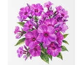 Purple Garden Phlox Botanical Art Classic Stretched Canvas | Floral Wall Decor, close-up (Bill Shew)