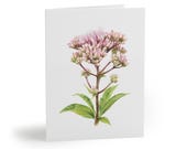 8 cards - Joe Pye Weed Greeting Card, Pink Botanical Watercolor Flower, Wildflower Card by Bill Shew