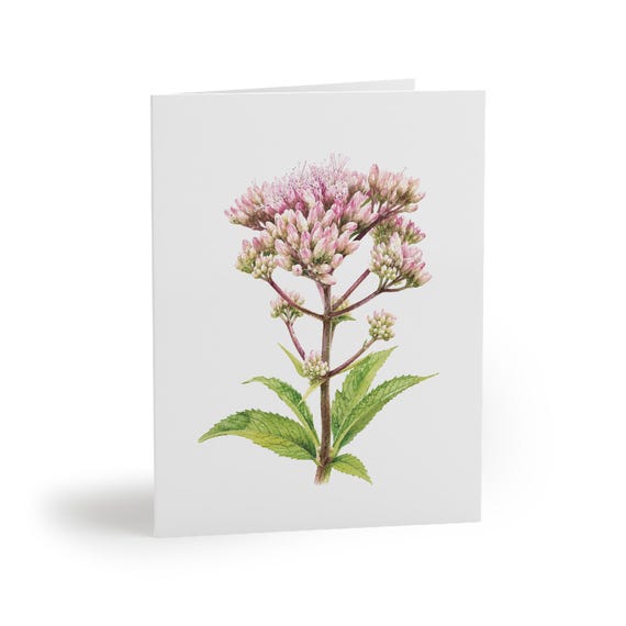 8 cards - Joe Pye Weed Greeting Card, Pink Botanical Watercolor Flower, Wildflower Card by Bill Shew