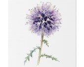 Purple Globe Thistle Botanical Art Classic Stretched Canvas | Wildflower Wall Decor, Bill Shew canvas print