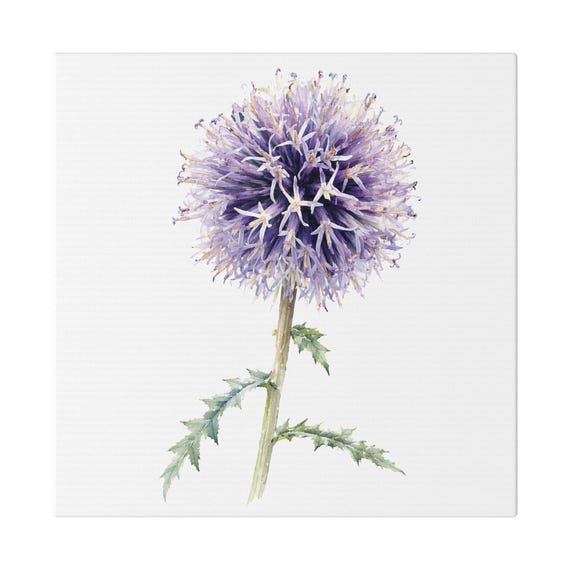 Purple Globe Thistle Botanical Art Classic Stretched Canvas | Wildflower Wall Decor, Bill Shew canvas print