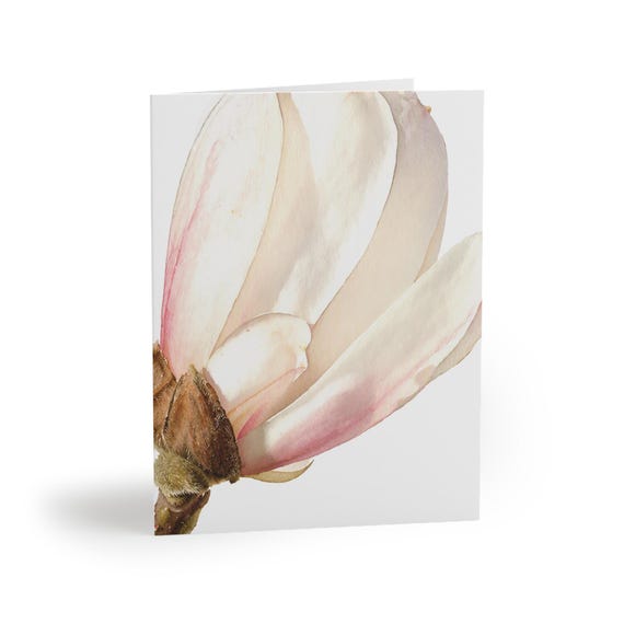 White Magnolia Blossom Greeting Card, Watercolor Floral Art, Blush Pink Note Card White Magnolia Blossom Greeting Card, Watercolor Floral Art, Blush Pink Note Card by Bill Shew