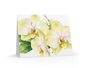 Yellow Phalaenopsis Orchid Watercolor Greeting Card, Botanical Floral Art (Pack of 8) by Bill Shew