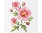 Pink Rose of Sharon Botanical Art Classic Stretched Canvas | Floral Wall Decor, close-up (Bill Shew)