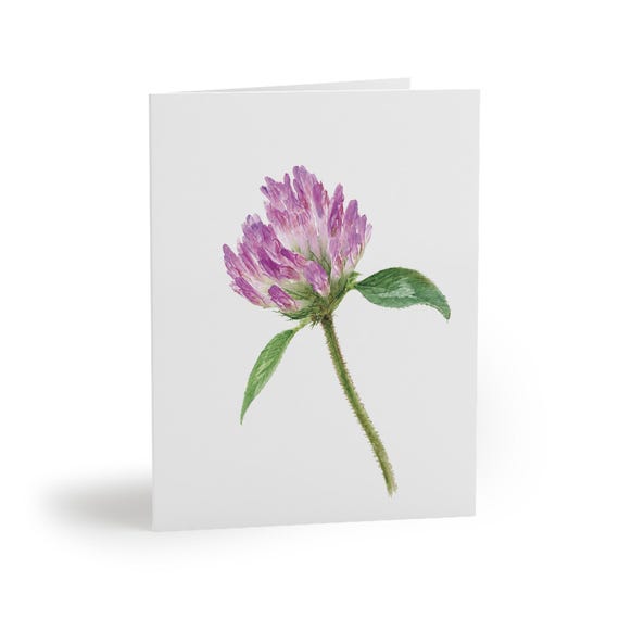 8 cards - Purple Clover Botanical Watercolor, Trifolium Pratense Wildflower Art by Bill Shew