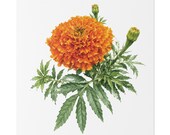 Orange Marigold Botanical Art Classic Stretched Canvas | Floral Garden Wall Decor, close-up (Bill Shew)