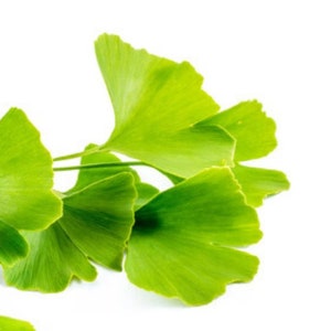 May include: A close-up of a cluster of green ginkgo leaves, showing their distinctive fan-shaped form and intricate veins.