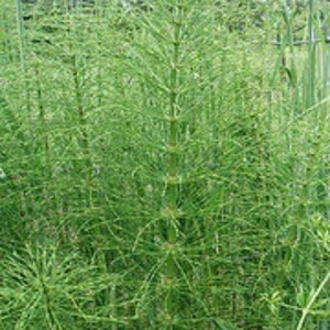 May include: A close-up of a patch of green horsetail plants growing in a field.