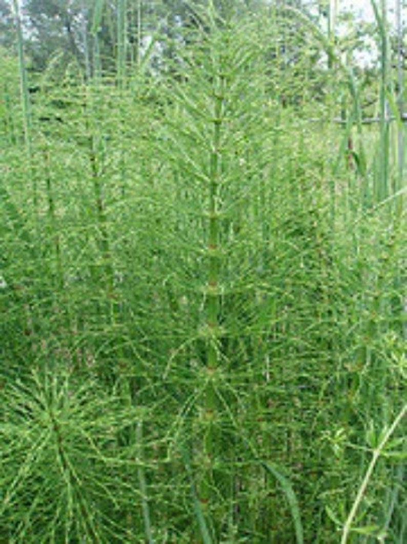 May include: A close-up of a patch of green horsetail plants growing in a field.