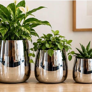 May include: A set of three rounded, silver-toned metallic planters with a reflective, mirror-like finish. Each planter contains a different green houseplant, ranging from a large leafy plant to a small succulent, arranged in descending size.