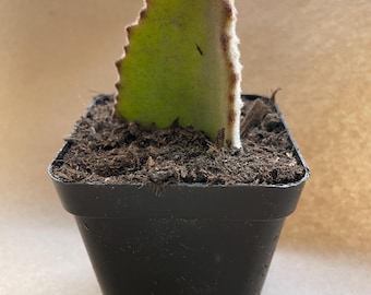 Kalanchoe Beharensis 'Fang'  / mother of millions