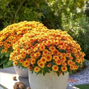 May include: Two round, light-colored ceramic pots each containing a dense cluster of vibrant orange and yellow chrysanthemum flowers. The pots are positioned on a wooden surface alongside several whole walnuts. The text Elisa is visible.