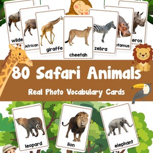 Può includere: Un set di 80 carte di vocabolario sugli animali del safari con foto reali di animali come giraffa, ghepardo, zebra, leopardo, leone ed elefante. Ogni carta bianca mostra un'immagine chiara con il nome stampato in nero sotto l'animale.