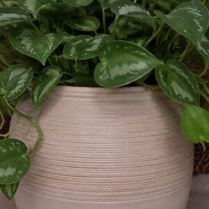 May include: A round, light beige planter with a textured, horizontally ribbed upper section and a smooth, solid base. The planter contains a lush, trailing plant with heart-shaped green leaves featuring variegated silver and white patterns.