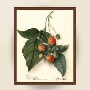 May include: A botanical watercolor illustration of a raspberry branch with green serrated leaves and clusters of orange-red berries. The artwork includes handwritten text at the bottom reading No 36153, Golden Queen, Allen Dodge, 1918, Georgetown D.C., and E.J. Schutt, June 27, 1916.