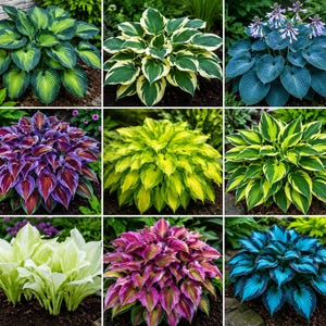 May include: A collage of nine distinct hosta plants featuring varied foliage colors including shades of green, yellow, white, purple, and blue. The plants exhibit heart-shaped leaves with diverse patterns, some with variegated edges and one with purple flowers.