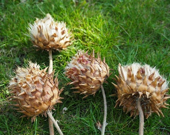 Dried Artichoke Heads - Dried Flowers - Flower Arranging