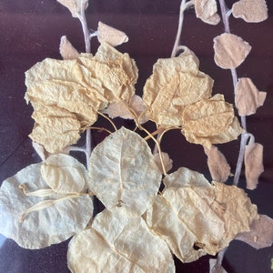 Op de afbeelding: Een ingelijst gedroogd bloemenarrangement met delicate, gedroogde, lichtbruine bladeren en stengels op een donkerbruine achtergrond.