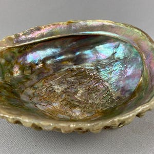 May include: An oval abalone shell featuring a highly polished, iridescent interior with swirling hues of blue, green, pink, and gold. The outer edge of the shell is textured and rugged, showcasing natural organic ridges and a cream-colored finish.