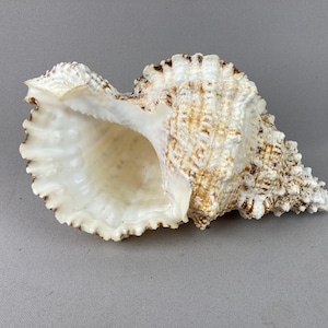May include: A large, spiraled seashell with a textured, knobby exterior in shades of cream, tan, and brown. The wide, open aperture features a smooth, glossy, off-white interior with a fluted, scalloped edge that curves outward from the main body.