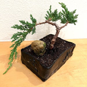 Op de afbeelding: Een jeneverbes bonsai met een gebogen, getextureerde bruine stam en levendig groen naaldachtig blad. De boom is geplant in een rechthoekige, glanzend zwarte keramische pot gevuld met donkere aarde, vergezeld door een kleine, verweerde beige steen.