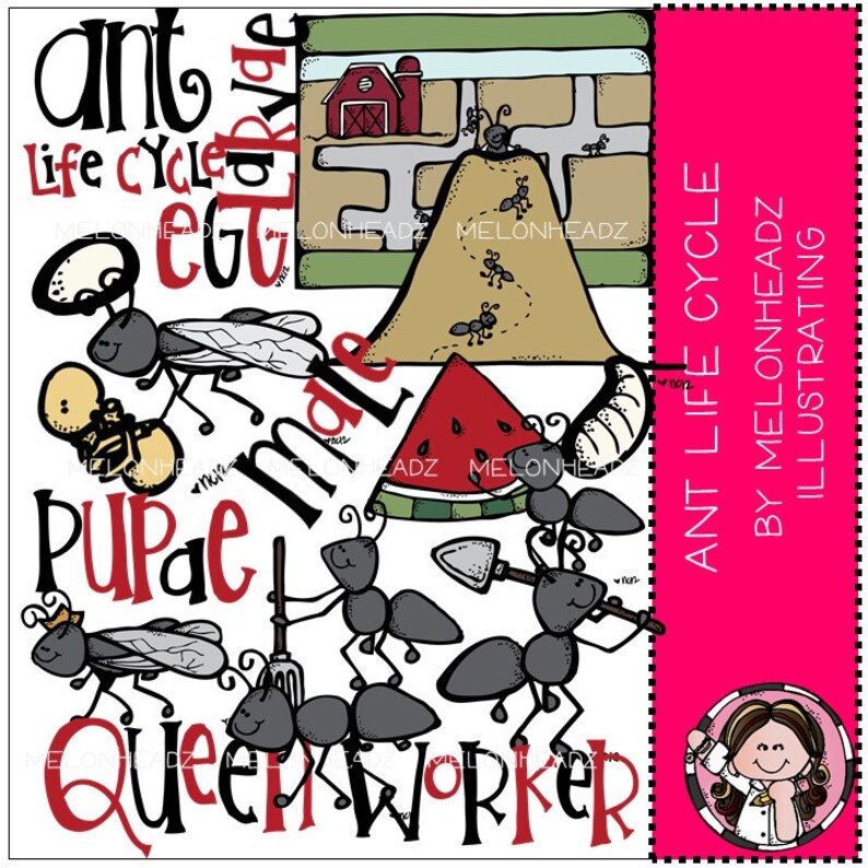 Ant Life Cycle clip art COMBO PACK | Etsy