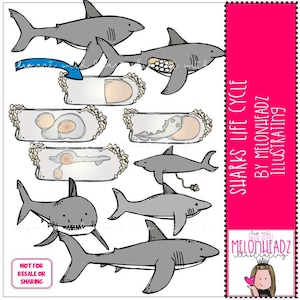 Shark Life Cycle clip art