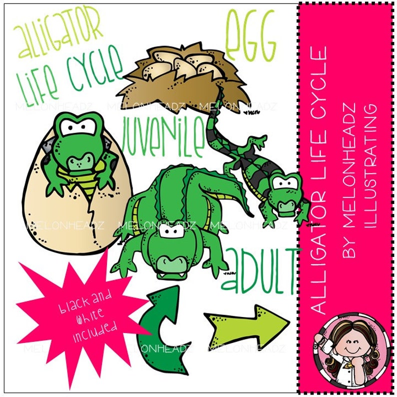Alligator Life Cycle Clip Art COMBO PACK - Etsy