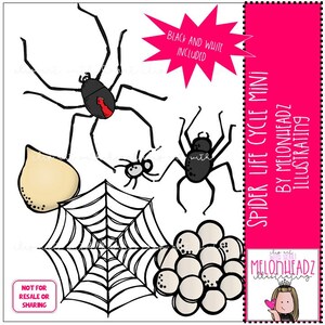 Könnte beinhalten: Schwarz-weiß-Illustration eines Spinnen-Lebenszyklus. Die Illustration zeigt ein Spinnennetz, einen Spinneneisack, ein Spinnenjunges und eine ausgewachsene Spinne. Der Text "SPIDER LIFE CYCLE MINI BY MELONHEADZ ILLUSTRATING" ist im Bild enthalten.