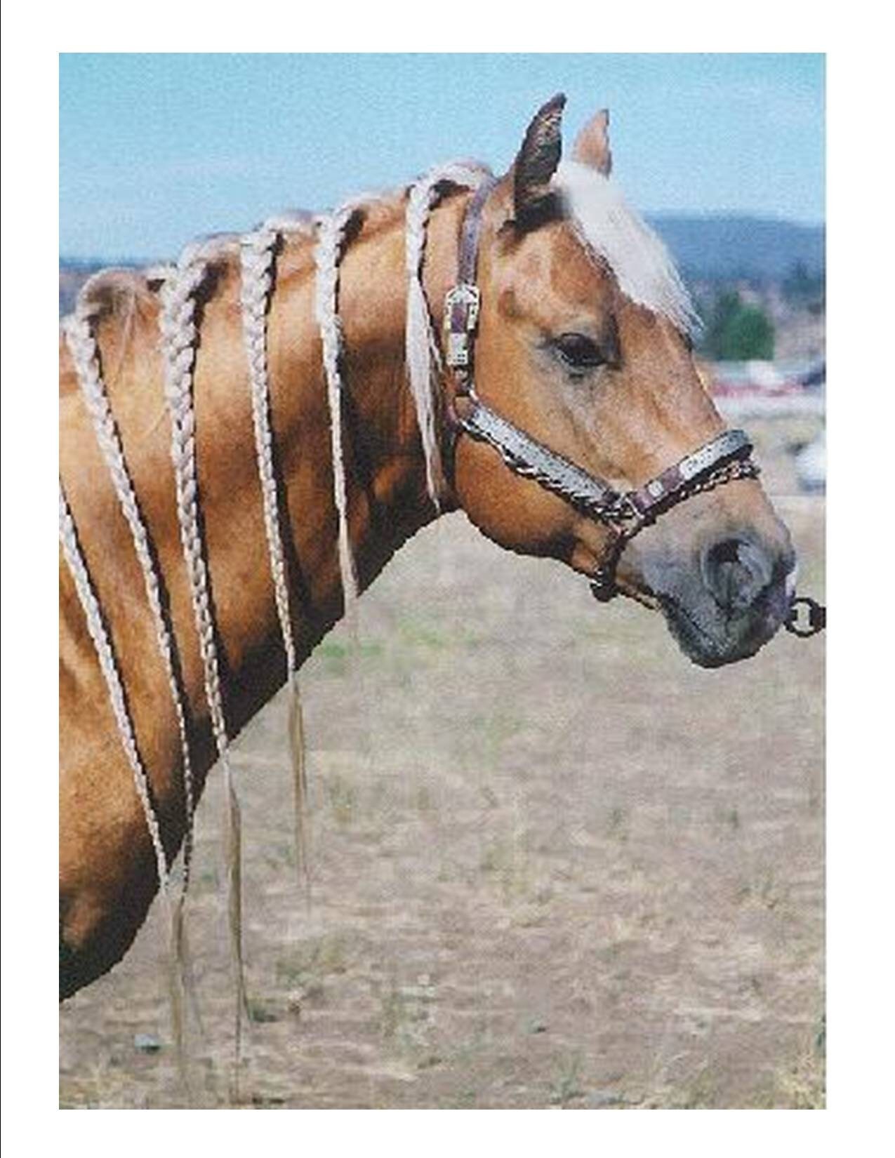 Mane and Tail Bags for Horses and Ponys Brown Designer Etsy