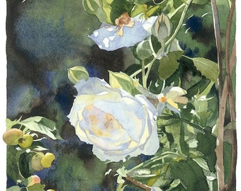 The Rose and Crabapple, Watercolour Giclée print