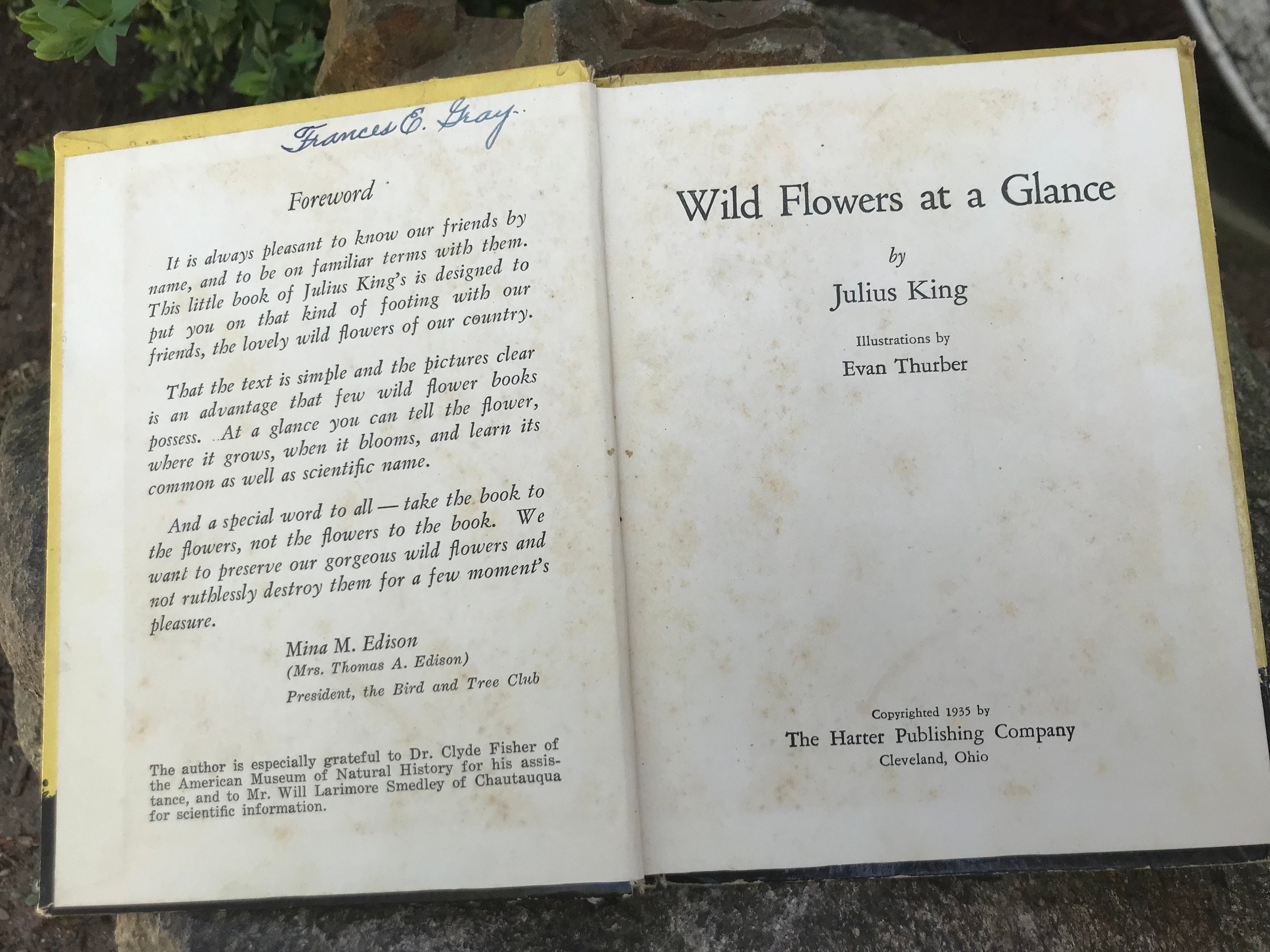 Vintage Wild Flowers at a Glance by Julius King - 1935 First