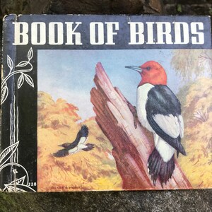 Vintage Das Buch der Vögel von Lewis H Mills & Gertrude C Hawkins – 1939 – von DustyMillerAntiques