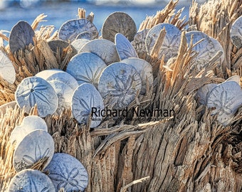 Sand Dollar color photograph