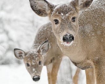 Christmas Card White-tailed Deer PRINT ACRYLIC or CANVAS Gallery Wrap Winter Landscape Photo Picture Canada Art Home Cottage Decor Wildlife