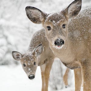 Cerf à queue blanche PHOTO, ACRYLIQUE ou TOILE  Canada Paysage rural d'hiver Neige Décor maison chalet Cadeau père mari amateur de chasse