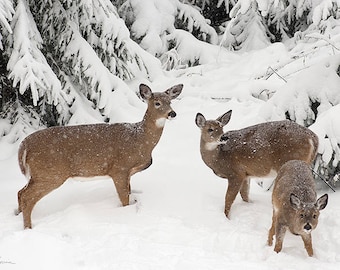 White-tailed Deer PRINT ACRYLIC or CANVAS Gallery Wrap Winter Landscape Photo Picture Snow Fine Art Home Cottage Decor Wildlife Gift for him